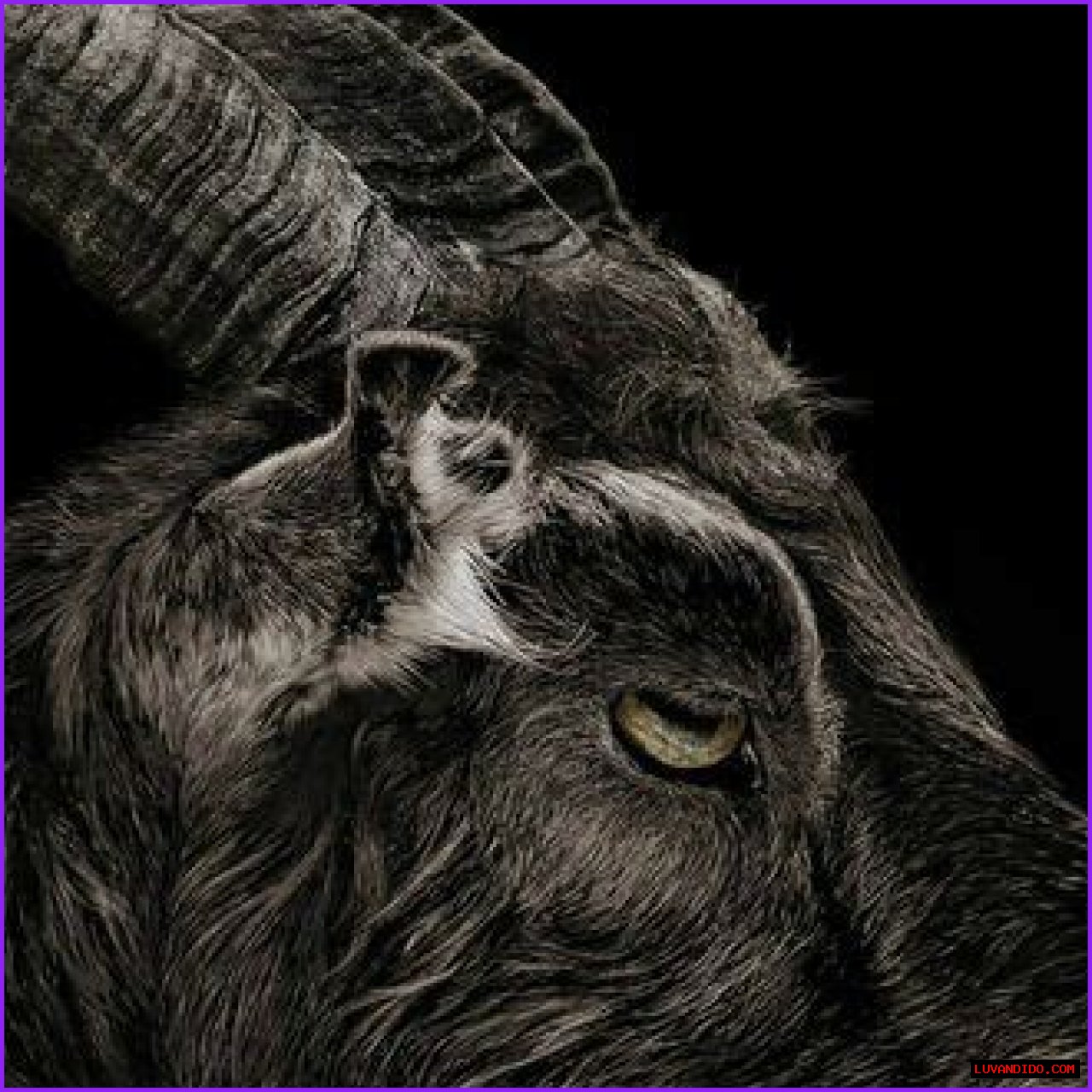 The Goat Who Played Black Phillip in The Witch Also Co-Stars in It Comes at Night
